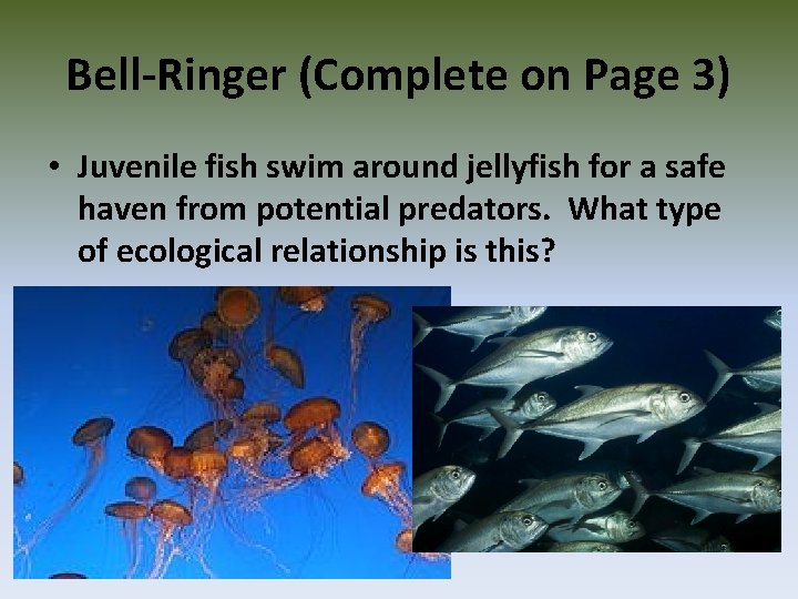 Bell-Ringer (Complete on Page 3) • Juvenile fish swim around jellyfish for a safe