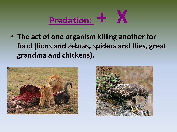 Predation: + X • The act of one organism killing another food (lions and
