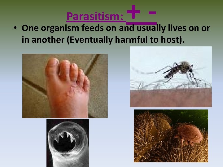 Parasitism: +- • One organism feeds on and usually lives on or in another