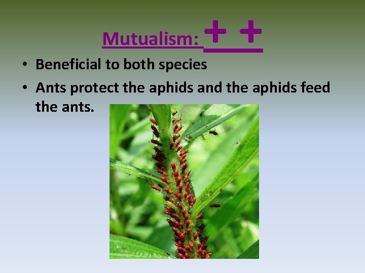 Mutualism: ++ • Beneficial to both species • Ants protect the aphids and the