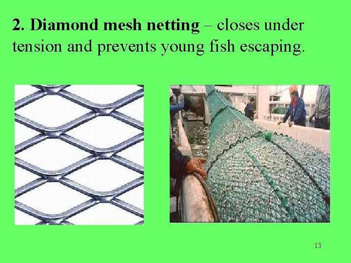2. Diamond mesh netting – closes under tension and prevents young fish escaping. 13