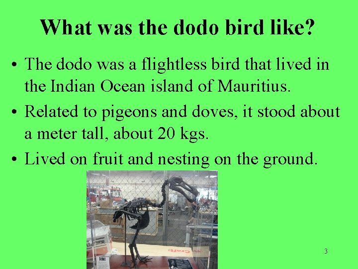 What was the dodo bird like? • The dodo was a flightless bird that