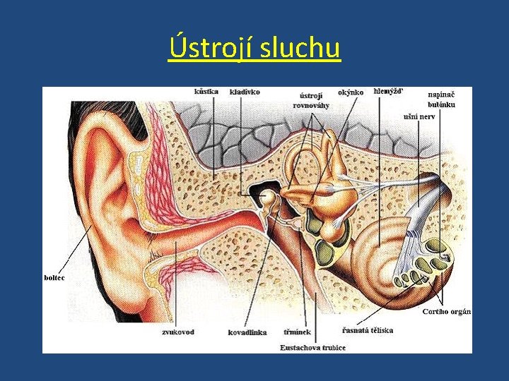 Ústrojí sluchu 