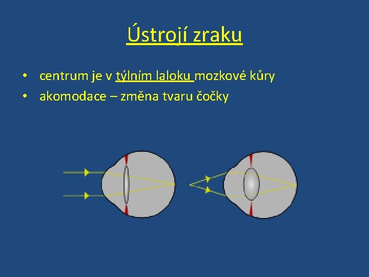 Ústrojí zraku • centrum je v týlním laloku mozkové kůry • akomodace – změna