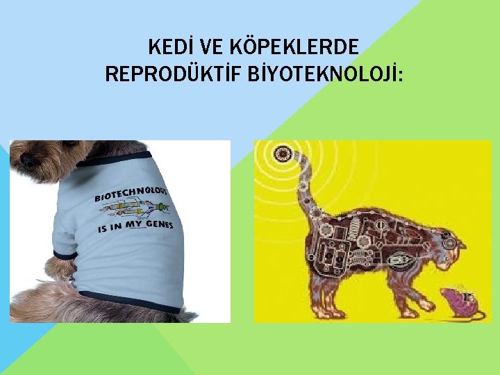 KEDİ VE KÖPEKLERDE REPRODÜKTİF BİYOTEKNOLOJİ: 