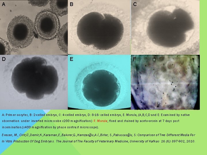A B C D E F A: Primer oocytes, B: 2 -celled embryo, C: