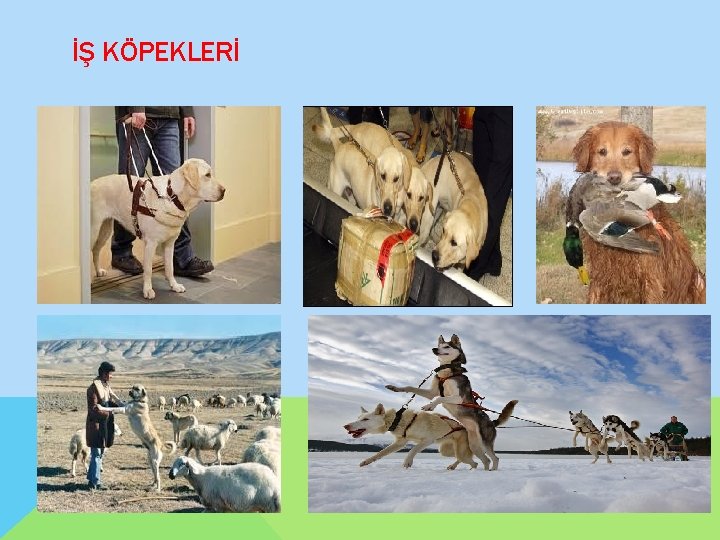 İŞ KÖPEKLERİ 