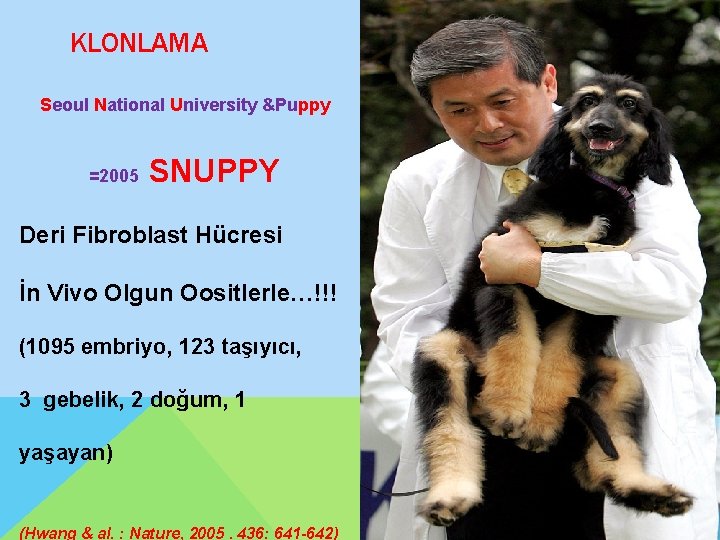 KLONLAMA Seoul National University &Puppy =2005 SNUPPY Deri Fibroblast Hücresi İn Vivo Olgun Oositlerle…!!!