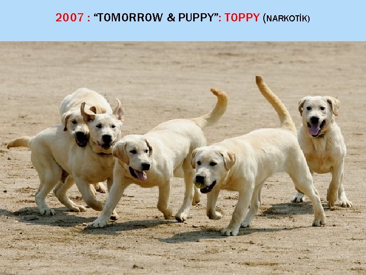 2007 : “TOMORROW & PUPPY”: TOPPY (NARKOTİK) 