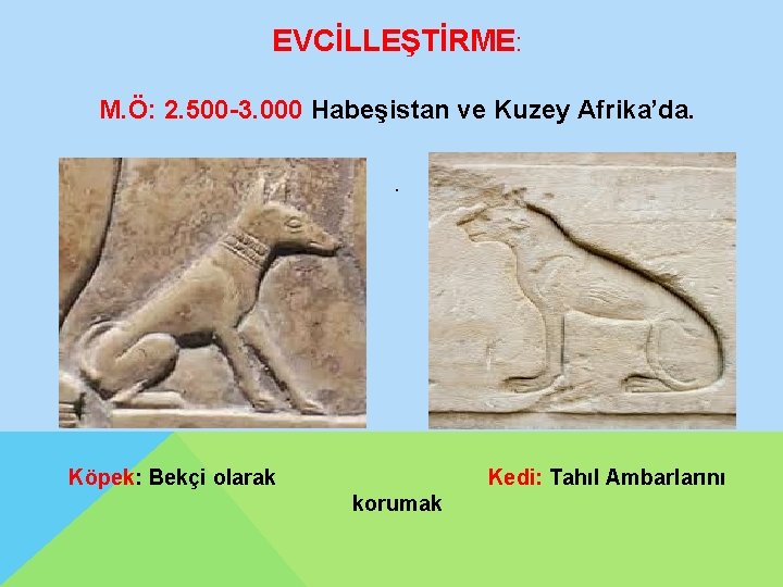 EVCİLLEŞTİRME: M. Ö: 2. 500 -3. 000 Habeşistan ve Kuzey Afrika’da. . Köpek: Bekçi