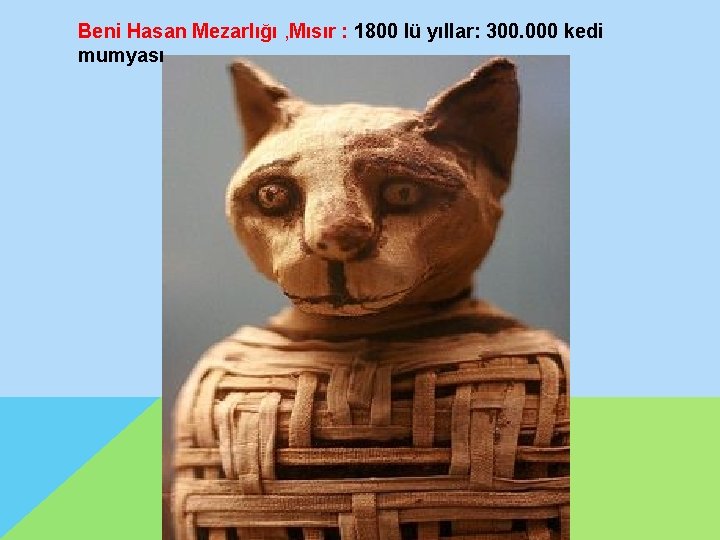 Beni Hasan Mezarlığı , Mısır : 1800 lü yıllar: 300. 000 kedi mumyası 