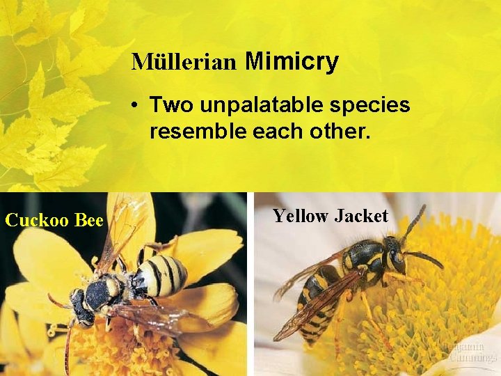 Müllerian Mimicry • Two unpalatable species resemble each other. Cuckoo Bee Yellow Jacket 