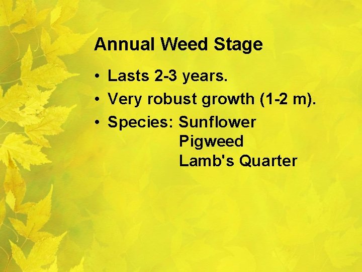 Annual Weed Stage • Lasts 2 -3 years. • Very robust growth (1 -2