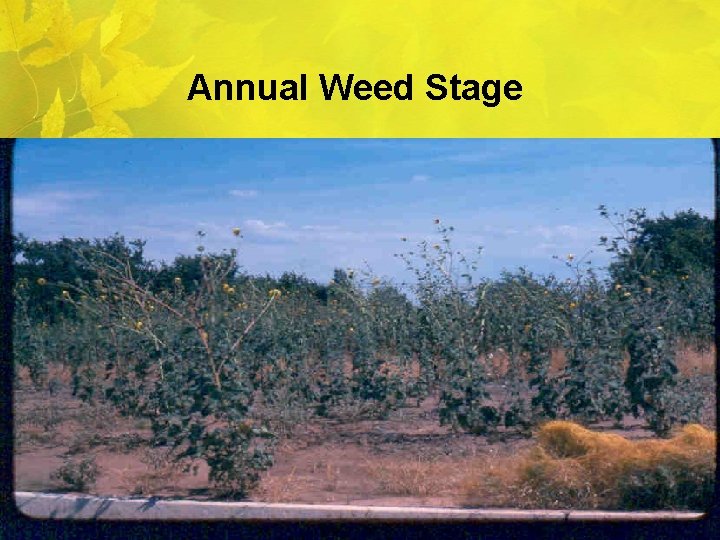 Annual Weed Stage 