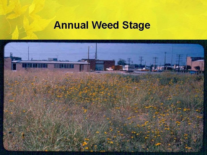Annual Weed Stage 