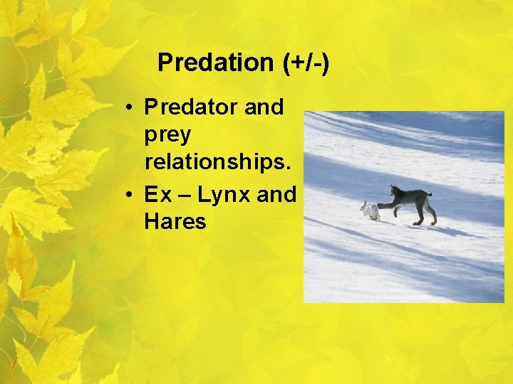 Predation (+/-) • Predator and prey relationships. • Ex – Lynx and Hares 