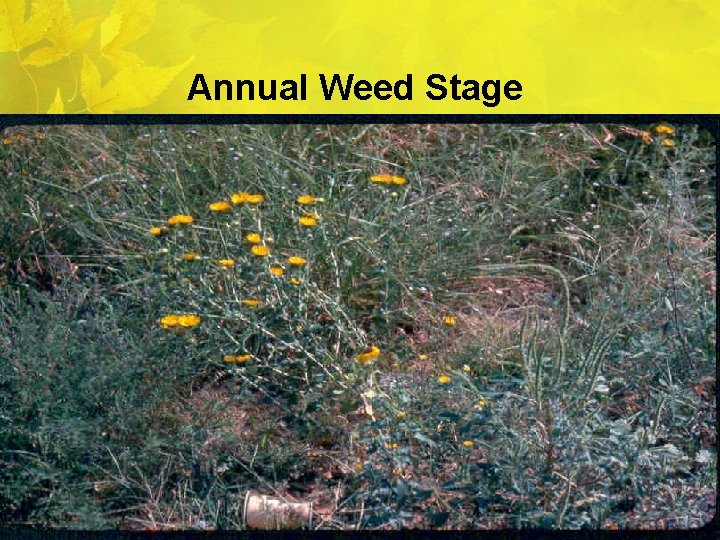 Annual Weed Stage 