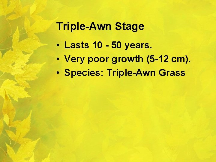 Triple-Awn Stage • Lasts 10 - 50 years. • Very poor growth (5 -12