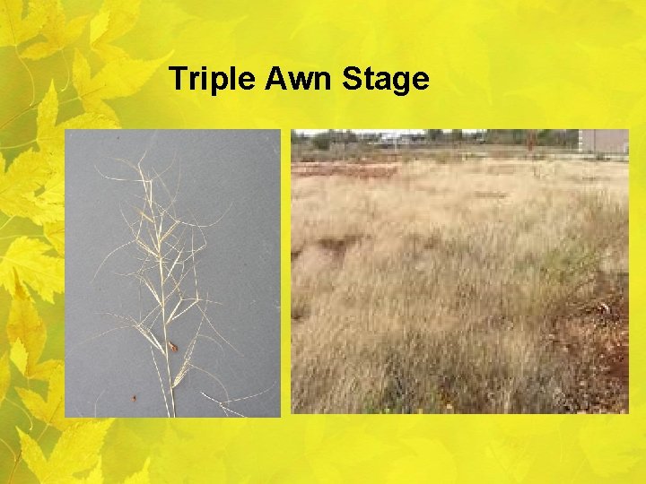 Triple Awn Stage 