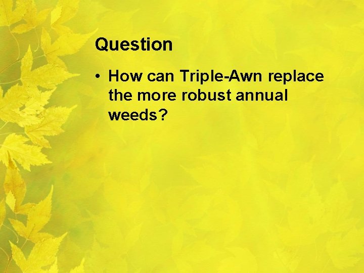 Question • How can Triple-Awn replace the more robust annual weeds? 