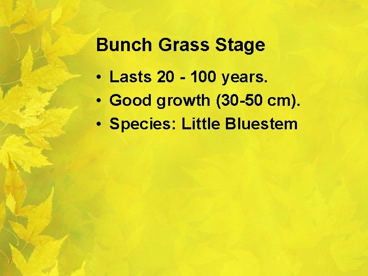 Bunch Grass Stage • Lasts 20 - 100 years. • Good growth (30 -50