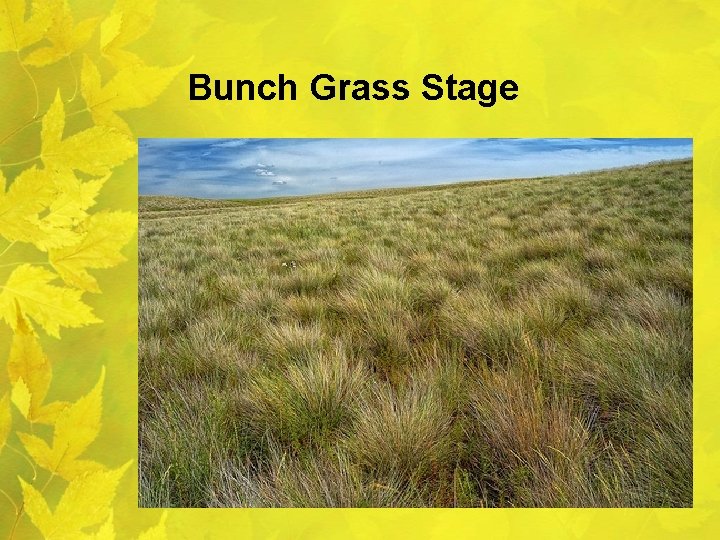 Bunch Grass Stage 