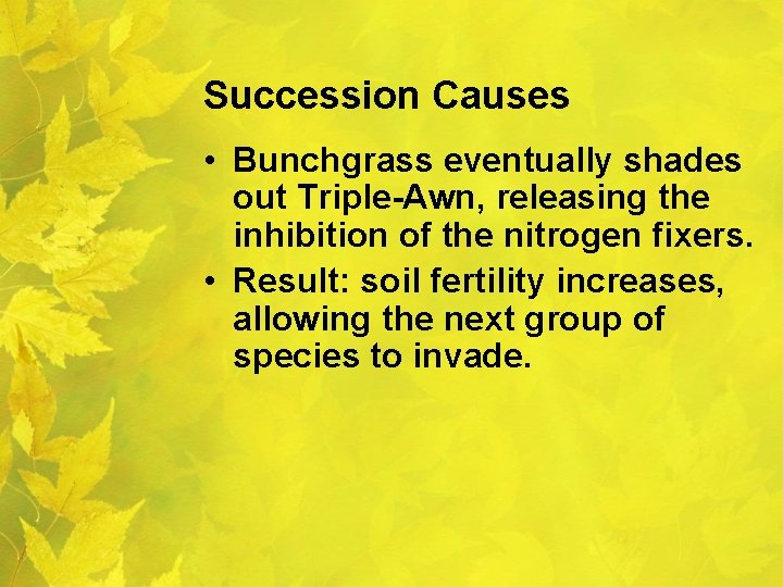 Succession Causes • Bunchgrass eventually shades out Triple-Awn, releasing the inhibition of the nitrogen