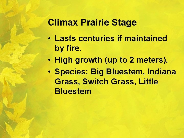 Climax Prairie Stage • Lasts centuries if maintained by fire. • High growth (up