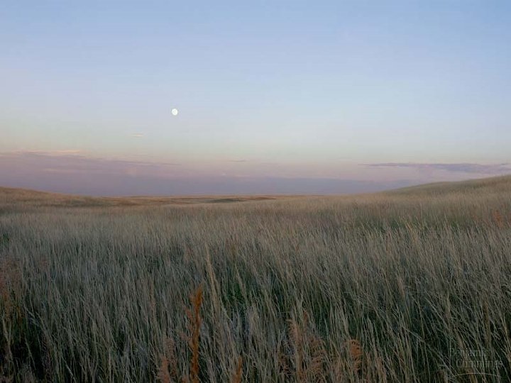 Tall Grass Prairie 