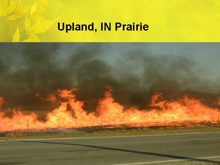 Upland, IN Prairie 