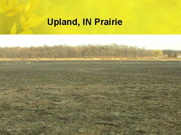 Upland, IN Prairie 