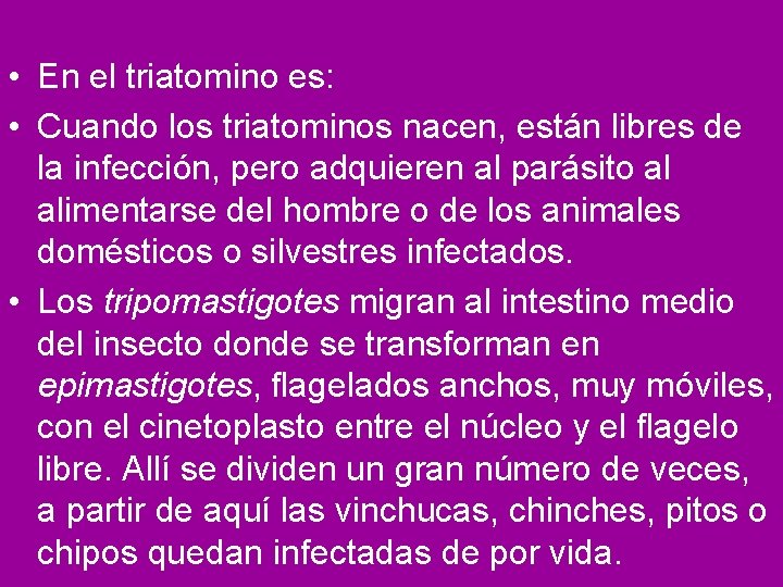  • En el triatomino es: • Cuando los triatominos nacen, están libres de