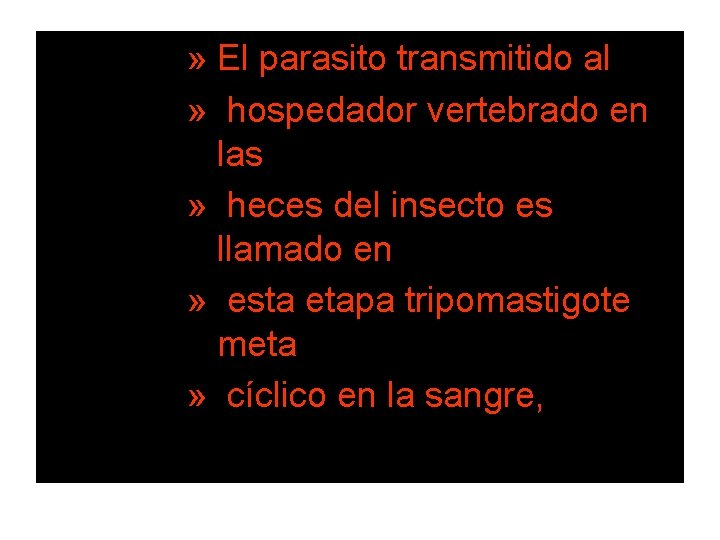 » El parasito transmitido al » hospedador vertebrado en las » heces del insecto