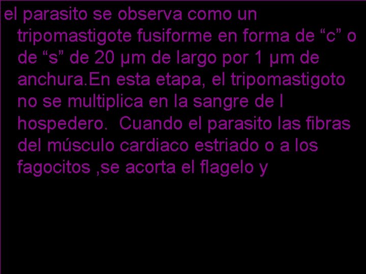 el parasito se observa como un tripomastigote fusiforme en forma de “c” o de