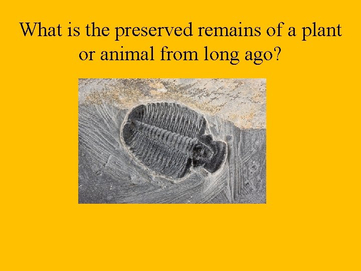 What is the preserved remains of a plant or animal from long ago? 