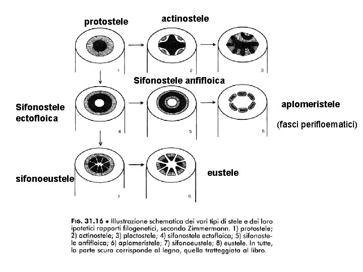 protostele actinostele Sifonostele anfifloica aplomeristele Sifonostele ectofloica sifonoeustele (fasci perifloematici) eustele 