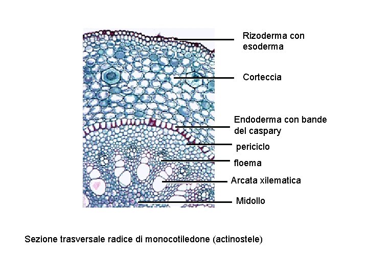 Rizoderma con esoderma Corteccia Endoderma con bande del caspary periciclo floema Arcata xilematica Midollo