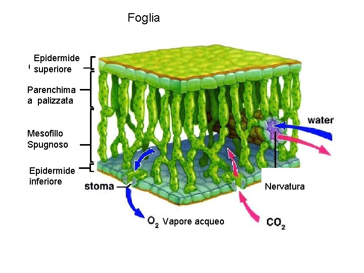 Foglia Epidermide superiore Parenchima a palizzata Mesofillo Spugnoso Epidermide inferiore Nervatura Vapore acqueo 