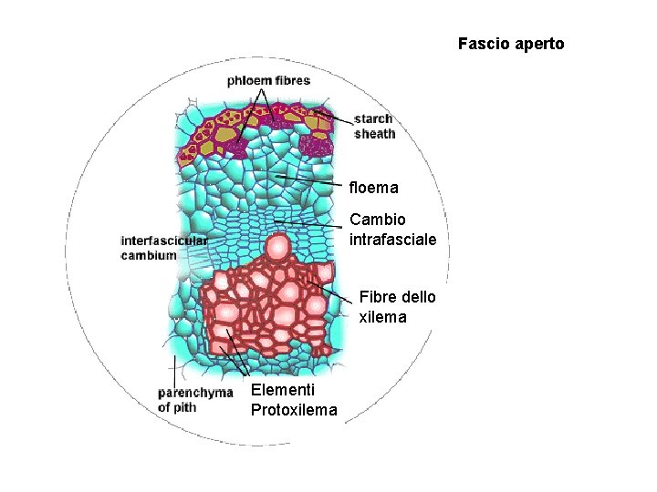 Fascio aperto floema Cambio intrafasciale Fibre dello xilema Elementi Protoxilema 