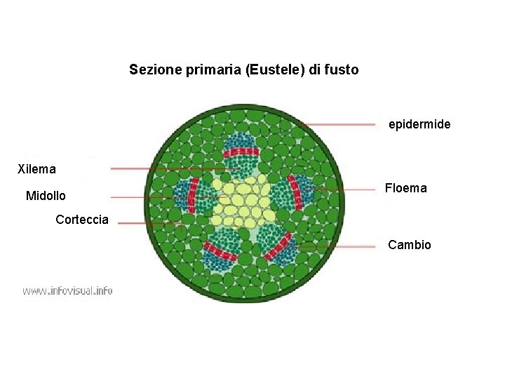 Sezione primaria (Eustele) di fusto epidermide Xilema Midollo Floema Corteccia Cambio 
