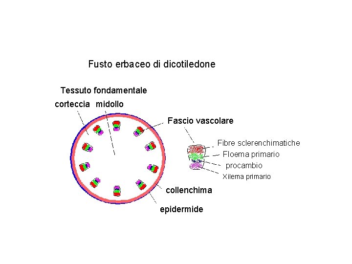 Fusto erbaceo di dicotiledone Tessuto fondamentale corteccia midollo Fascio vascolare Fibre sclerenchimatiche Floema primario