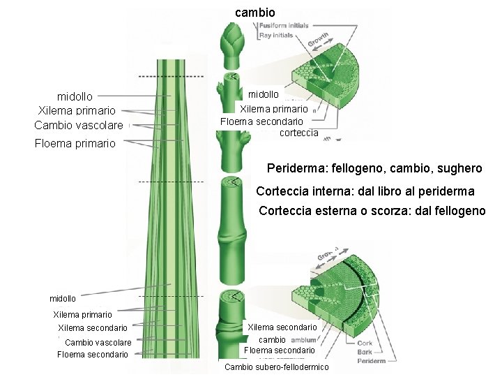cambio midollo Xilema primario Cambio vascolare Floema primario midollo Xilema primario Floema secondario corteccia