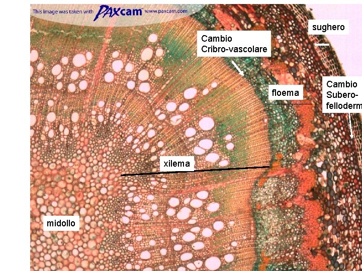 sughero Cambio Cribro-vascolare floema xilema midollo Cambio Suberofelloderm 
