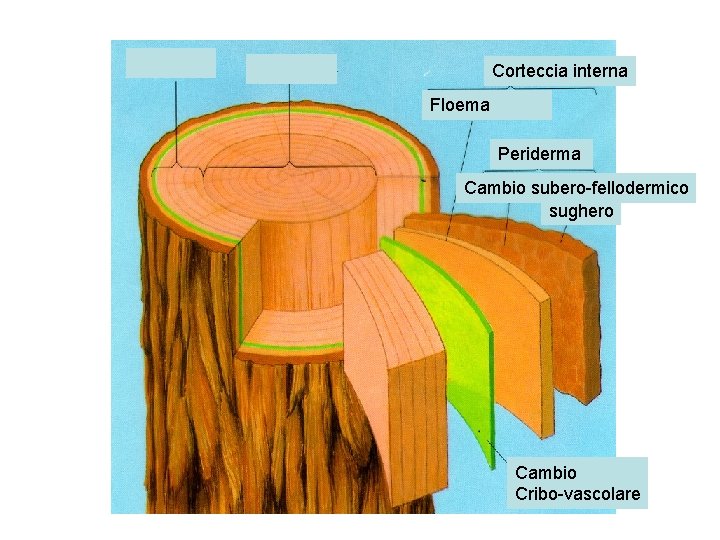 Corteccia interna Floema Periderma Cambio subero-fellodermico sughero Cambio Cribo-vascolare 