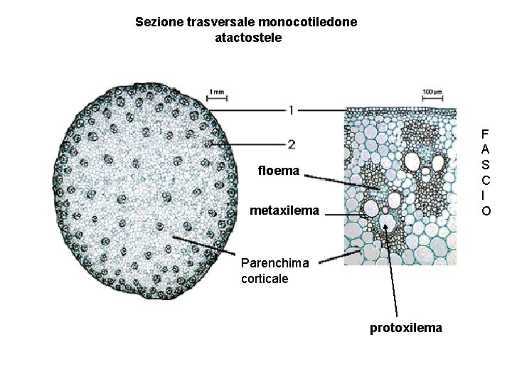 Sezione trasversale monocotiledone atactostele F A S C I O floema metaxilema Parenchima corticale