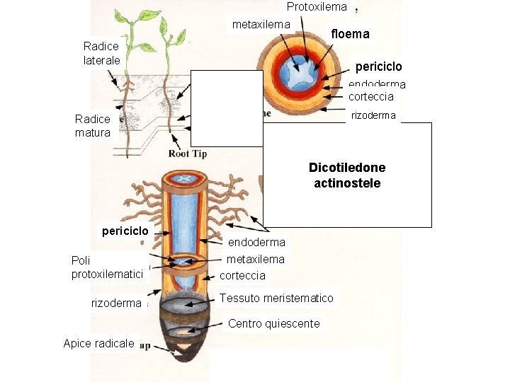 Protoxilema metaxilema floema Radice laterale periciclo endoderma corteccia rizoderma Radice matura Dicotiledone actinostele periciclo