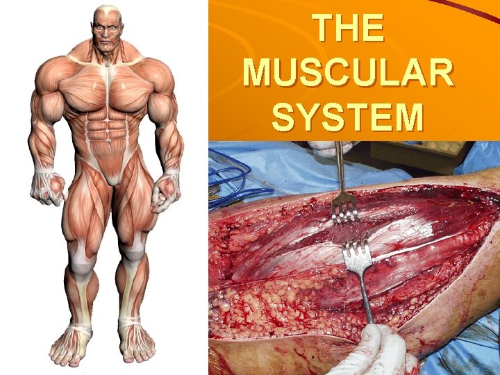 THE MUSCULAR SYSTEM 