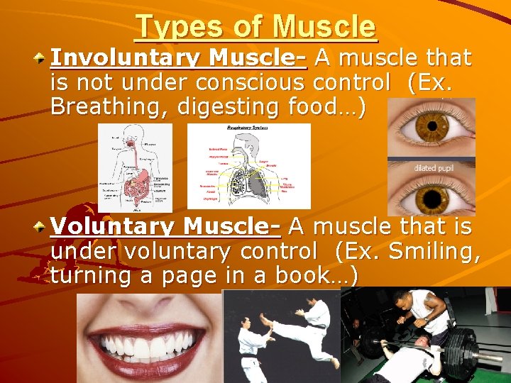 Types of Muscle Involuntary Muscle- A muscle that is not under conscious control (Ex.