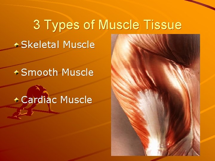 3 Types of Muscle Tissue Skeletal Muscle Smooth Muscle Cardiac Muscle 