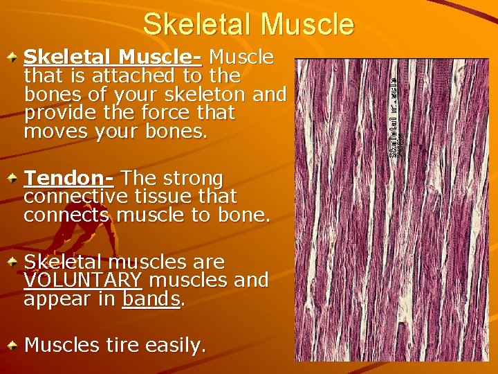 Skeletal Muscle- Muscle that is attached to the bones of your skeleton and provide